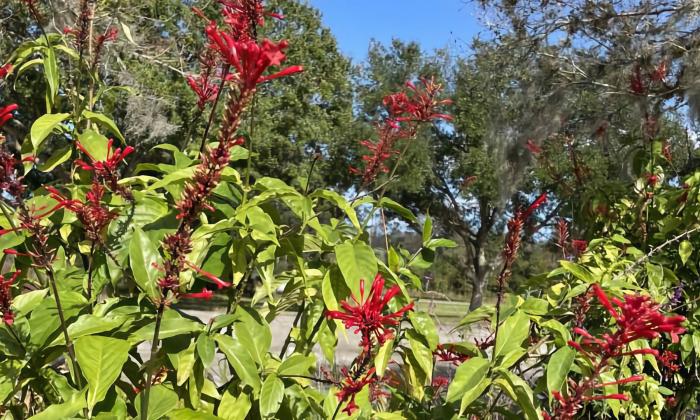 Colorful plants at the fall sale