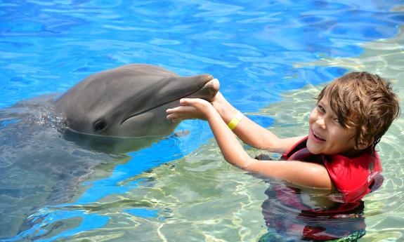 A small boy in the salt-water pool with a bottlenose dolphin at Marineland