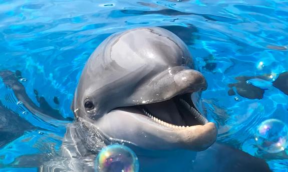 A dolphin with bubbles