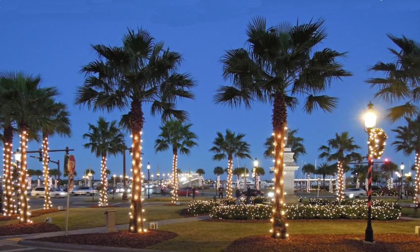 The palm trees near the Plaza, festooned with lights