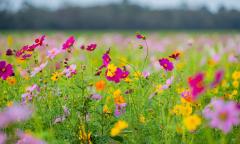Wildflowers field at Parker Flower Farms