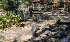 Alligators in one of their habitats at the St. Augustine Alligator Farm and Zoological Park